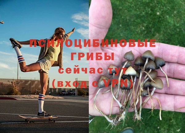 индика Богородицк