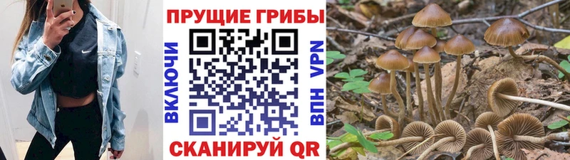 гидра онион  Саяногорск  Псилоцибиновые грибы прущие грибы 